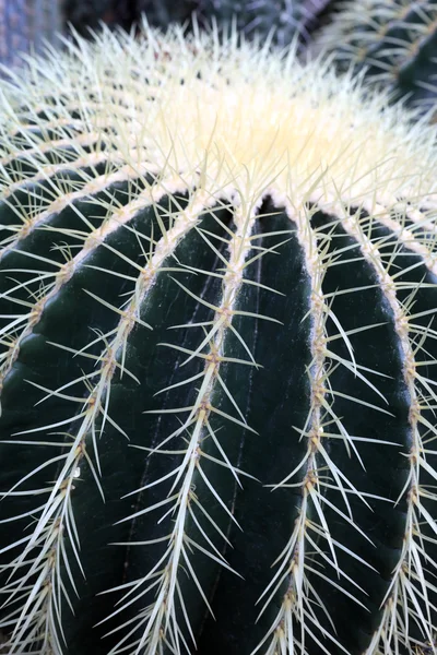 Golden barrel cactus in a botanical garden — Stock Photo, Image
