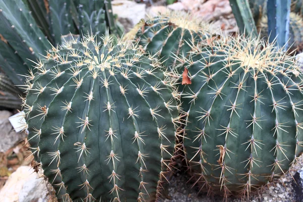 Ferocactus histrix w ogrodzie botanicznym — Zdjęcie stockowe