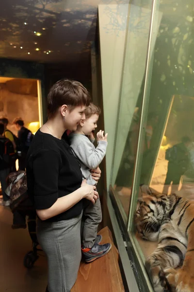 Family looking at tiger — Stock Photo, Image