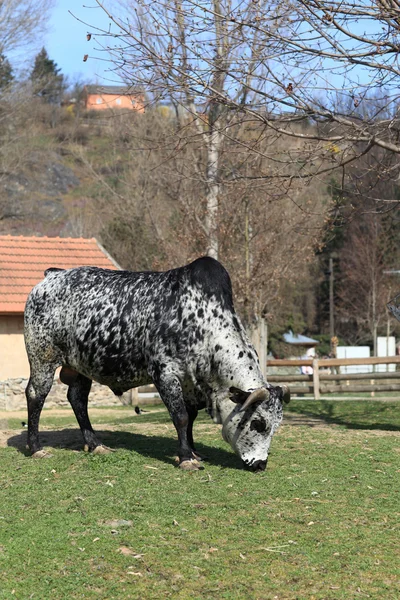 La vaca — Foto de Stock