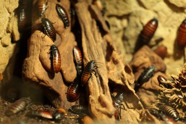Bir taş üzerinde böcekleri