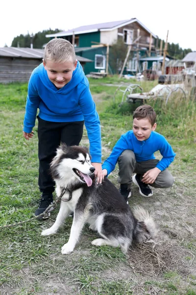 Two Boys Caress Husky Dog Summer Karelia — Stock Photo, Image