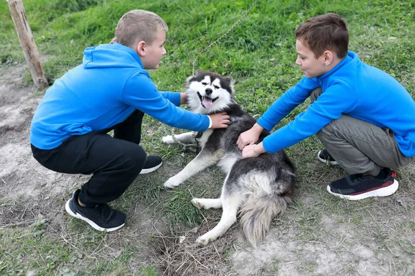 Two Children Caress Husky Dog Summer Karelia — Stock Photo, Image