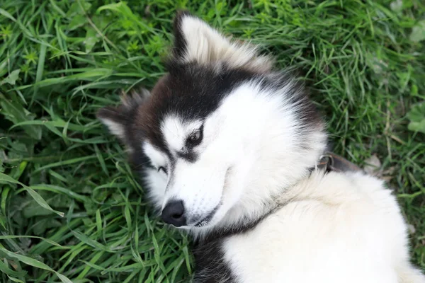 Husky Hond Ligt Gras Zomer Karelia — Stockfoto