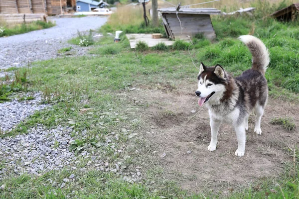 Arka Bahçede Güçlü Köpek Rusya Karelia — Stok fotoğraf