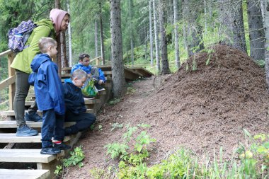 Oğulları olan anne, Rusya 'nın Karelia kentindeki karınca yuvasını teftiş ediyor.