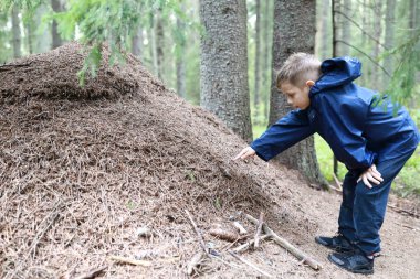 Ormanda karınca yuvasını inceleyen çocuk, Karelia, Rusya