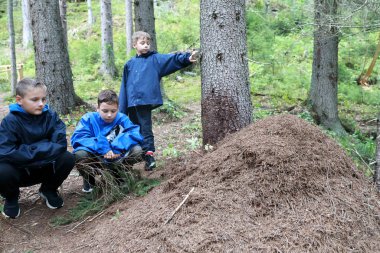 Karelya, Rusya 'da karınca yuvasını üç çocuk teftiş ediyor.