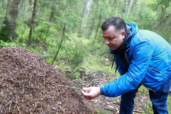 Man Examines Anthill Forest Karelia Russia — Stock Photo, Image