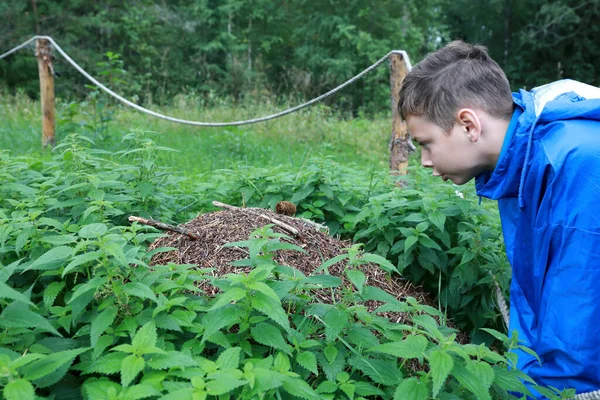 Çocuk Ormandaki Karınca Yuvasını Inceliyor Karelia Rusya — Stok fotoğraf