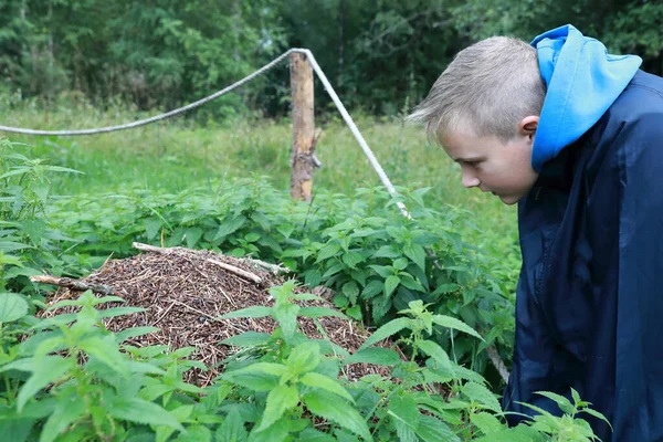 Dziecko Patrzące Mrowisko Lesie Karelia Rosja — Zdjęcie stockowe