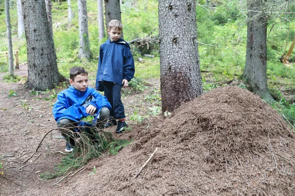 Duas Crianças Inspecionam Formigueiro Floresta Carélia Rússia — Fotografia de Stock