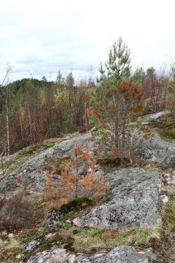 Hiidenvuori Dağı 'nın yaz manzarası, Karelia.
