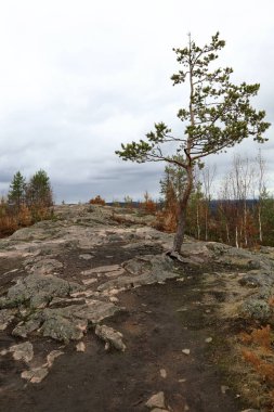 Yazın Hiidenvuori Dağı 'ndaki ağaç manzarası, Karelia.
