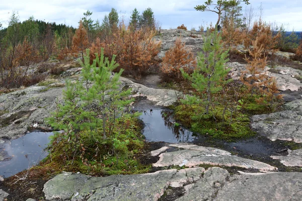 Puddles Sur Mont Hiidenvuori Été Carélie — Photo