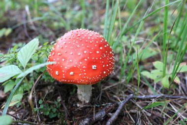 Ormanda sineklerle ilgili detaylar, Karelia.