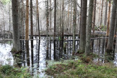 Yazın sel basmış orman manzarası, Karelia.