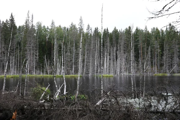 Szczegóły Lasu Jezioro Lecie Karelia — Zdjęcie stockowe