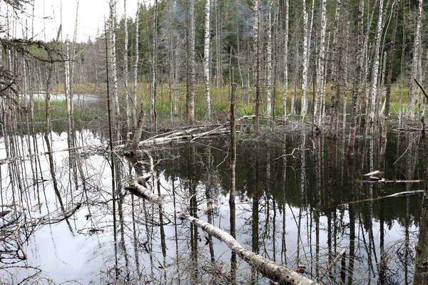 Paisaje Bosque Lago Verano Karelia — Foto de Stock