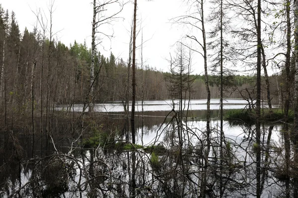 夏の森の中の湖の景色 カレリア — ストック写真