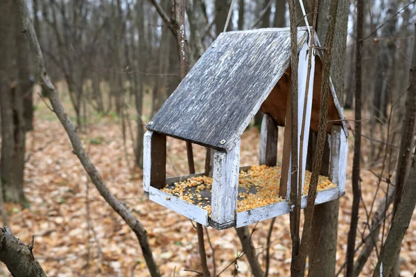 Wooden Bird Feeder Autumn Forest Moscow Russia — Stock Photo, Image