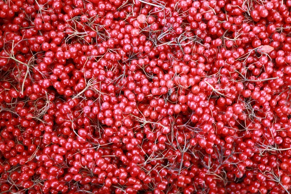 Berries Viburnum Box Market — Stock Photo, Image