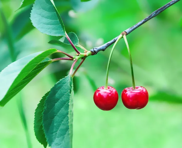 Two cherries hanging on the branches of a cherry tree — Stock Photo, Image