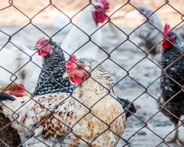 Chickens on poultry farm — Stock Photo, Image