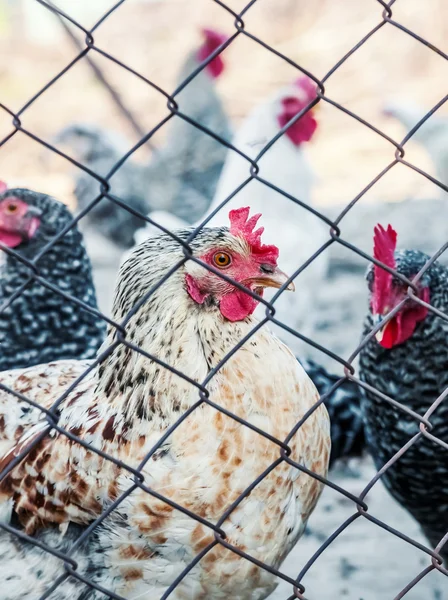 Chickens on poultry farm — Stock Photo, Image