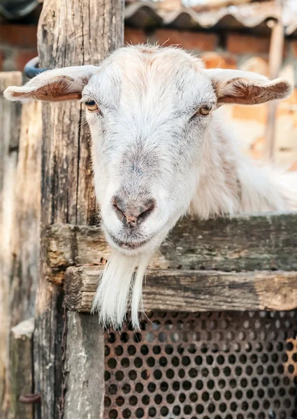 Porträtt av en rolig get ser till kamera — Stockfoto