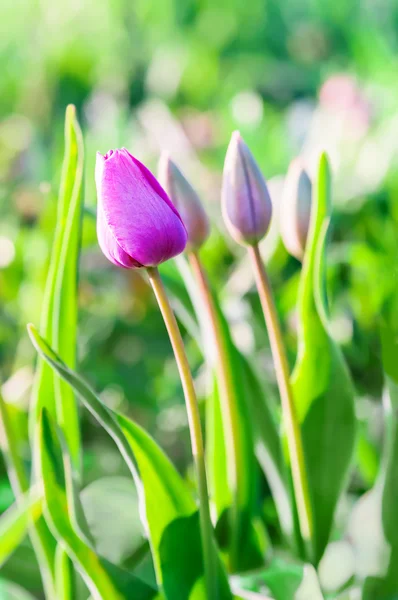 Pequeños tulipanes rosas. Macro —  Fotos de Stock