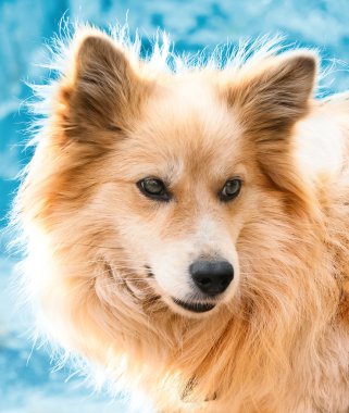 güzel bir köpek kış portresi