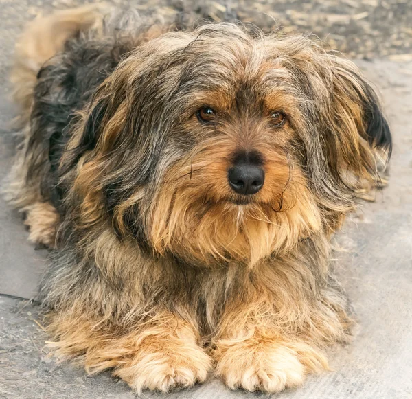 Retrato de um belo cão — Fotografia de Stock