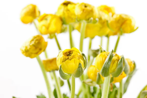 Yellow Ranunculus — Stock Photo, Image