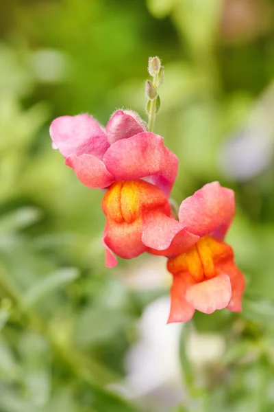 Snapdragon blommor — Stockfoto