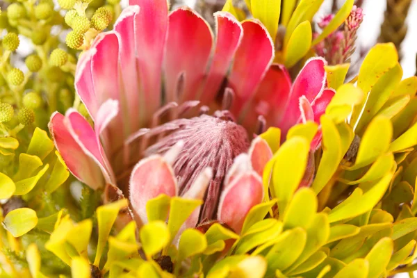 Sfondo della natura — Foto Stock