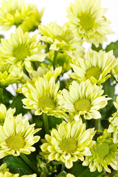 Chrysanthemenblüten — Stockfoto