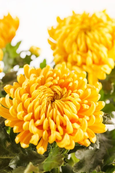 Chrysanthemum blommor — Stockfoto