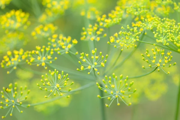 Flowers of dill — Stock Photo, Image