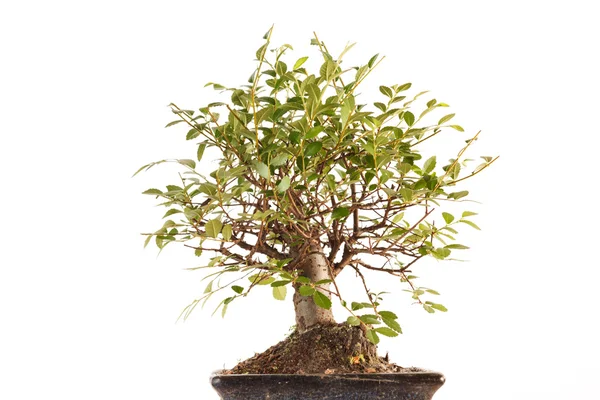 Árbol de Bonsai —  Fotos de Stock