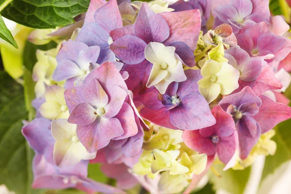 Hermosa hortensia — Foto de Stock