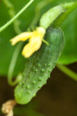 çiçekli yeşil salatalık