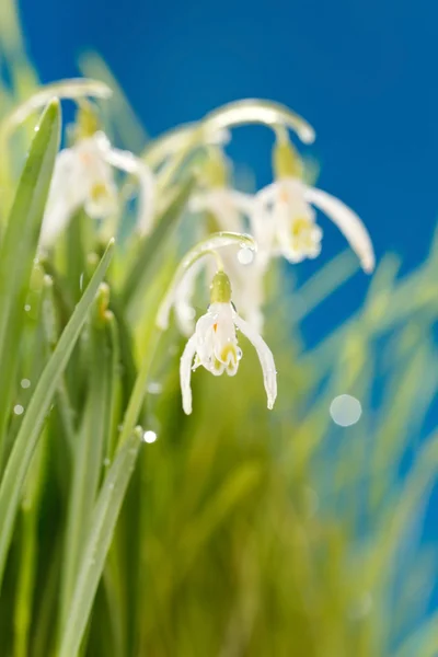 Snowdrop flowers — Stock Photo, Image