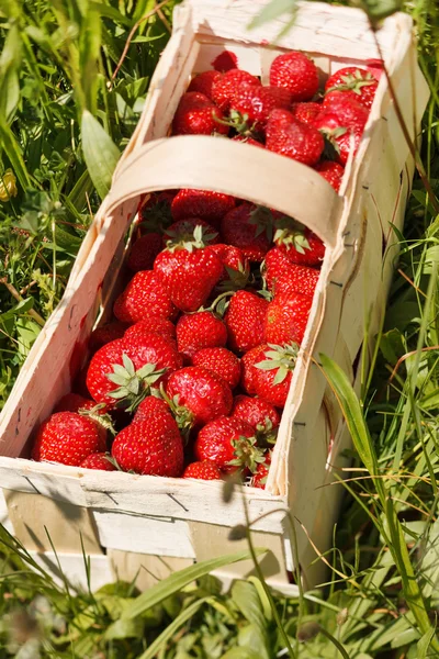 Erdbeeren im Korb — Stockfoto