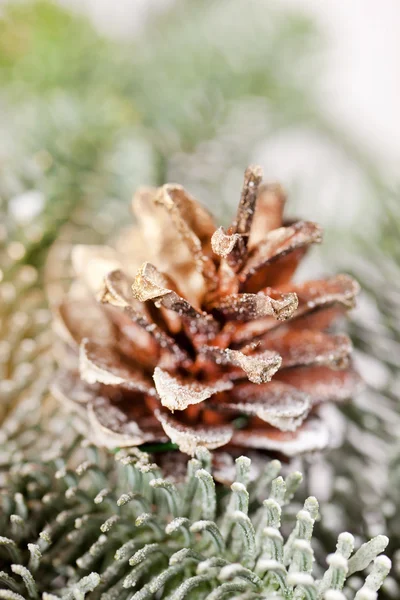 Weihnachtsbaum — Stockfoto