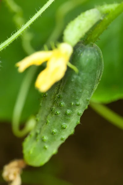 花と緑のきゅうり — ストック写真