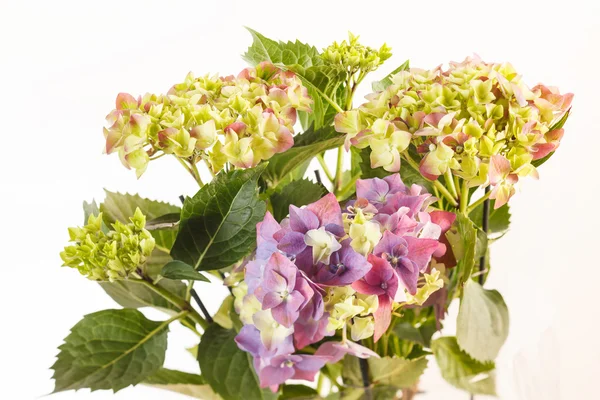 Hermosa hortensia — Foto de Stock