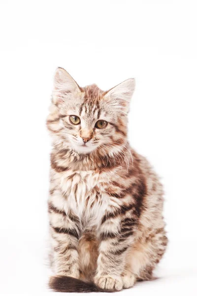 Little kitten — Stock Photo, Image