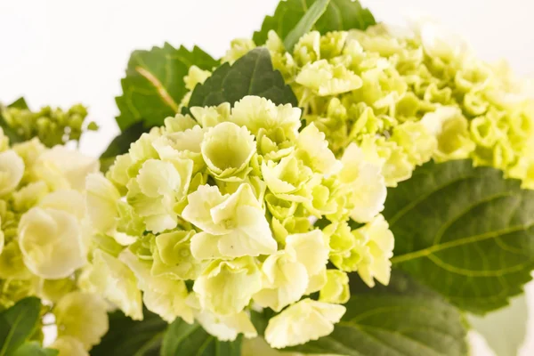 Beautiful hydrangea — Stock Photo, Image