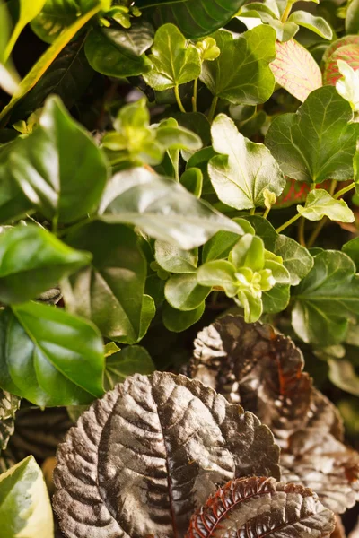 Natur bakgrund — Stockfoto